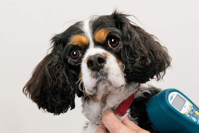Laser Therapy for Pets at Stephen Terrace Vet Clinic