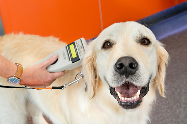 Microchipping your pet at Stephen Terrace Vet Clinic