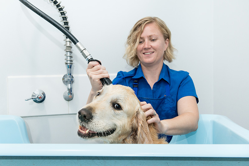 Pet Grooming Advice from Stephen Terrace Veterinary Clinic