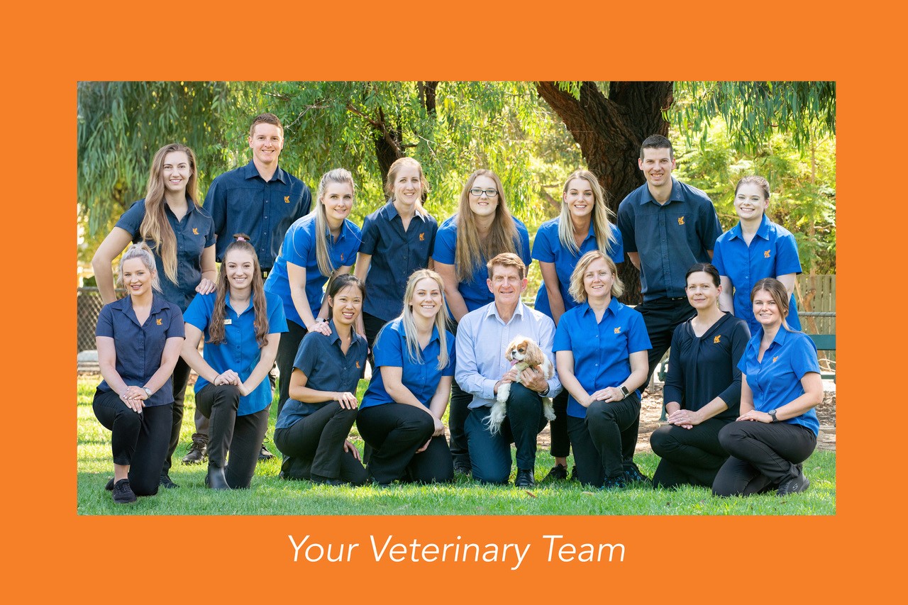 Your Veterinary Team at Stephen Terrace Veterinary Clinic