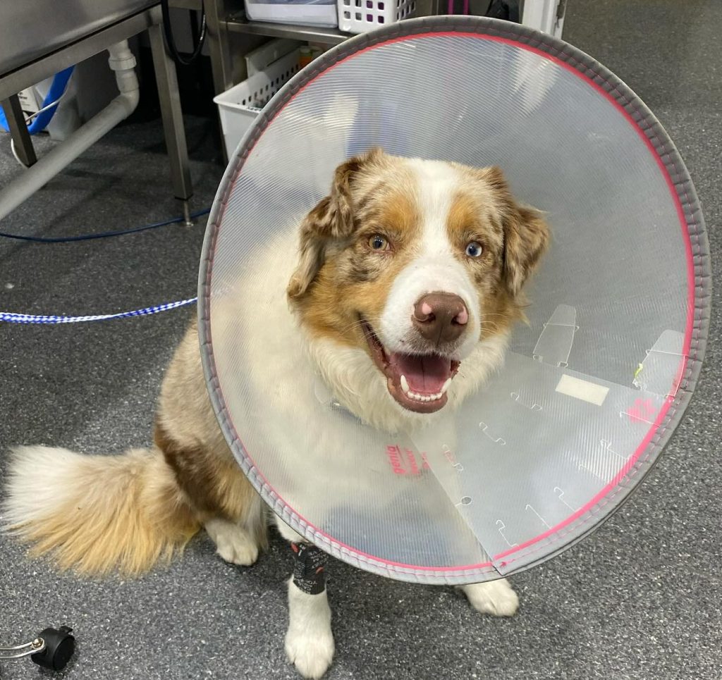 STV-dog wearing elizabethan collar