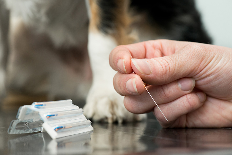 Stephen Terrace Vet - Acupuncture Needle