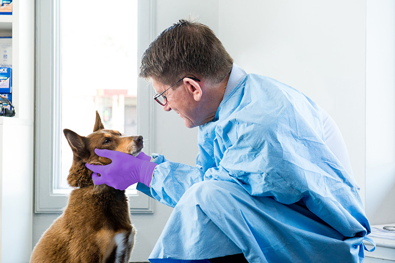 STV-Dr Angus Brown performing health check on dog