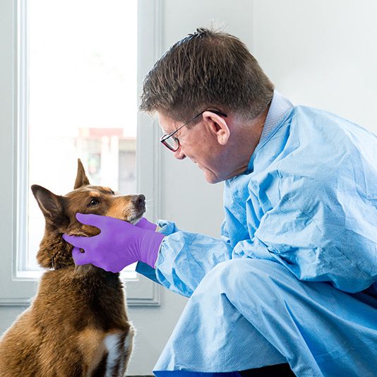 STV-Dr Angus Brown performing wellness check on dog