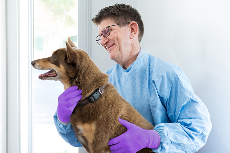 STV-Dr Angus Brown performing health check on dog