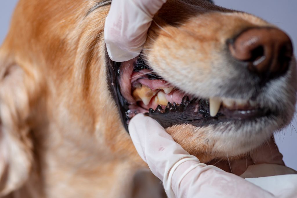 Stephen Terrace Vet - Dental Disease