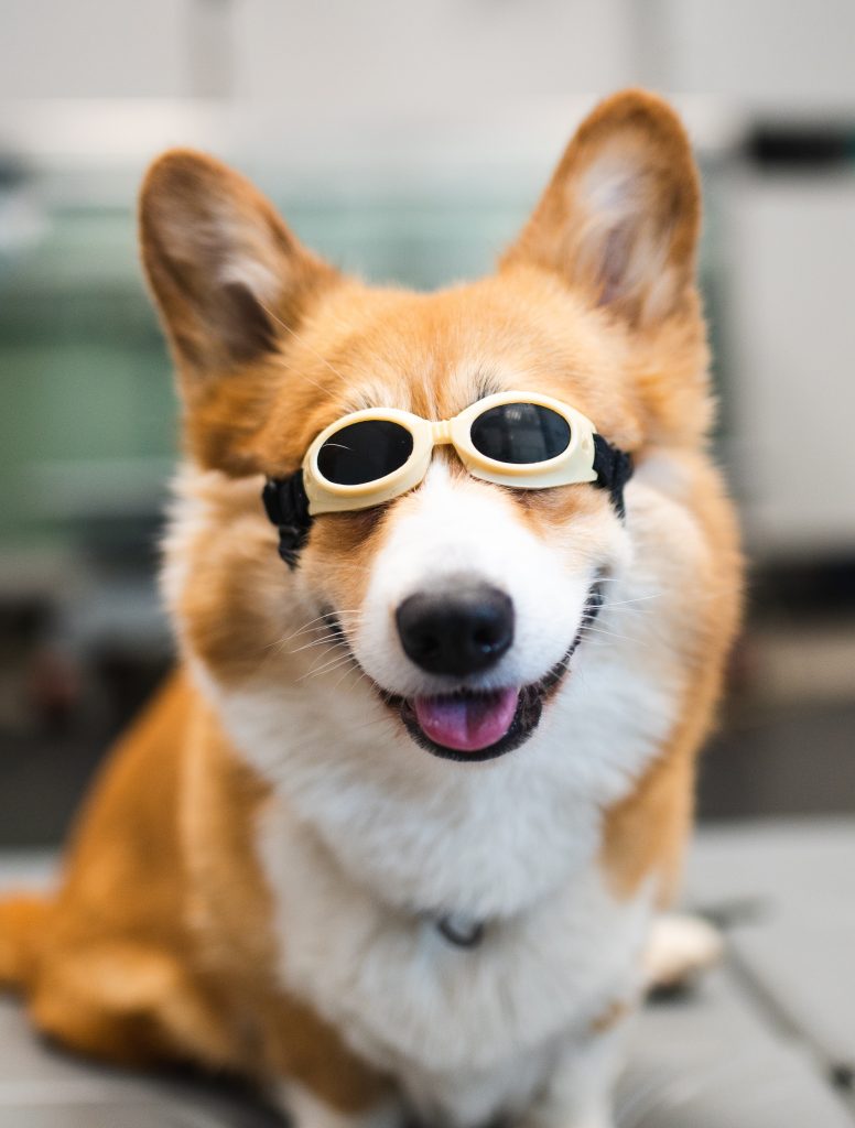 Stephen Terrace Vet - Dog Wearing Laser Therapy goggles