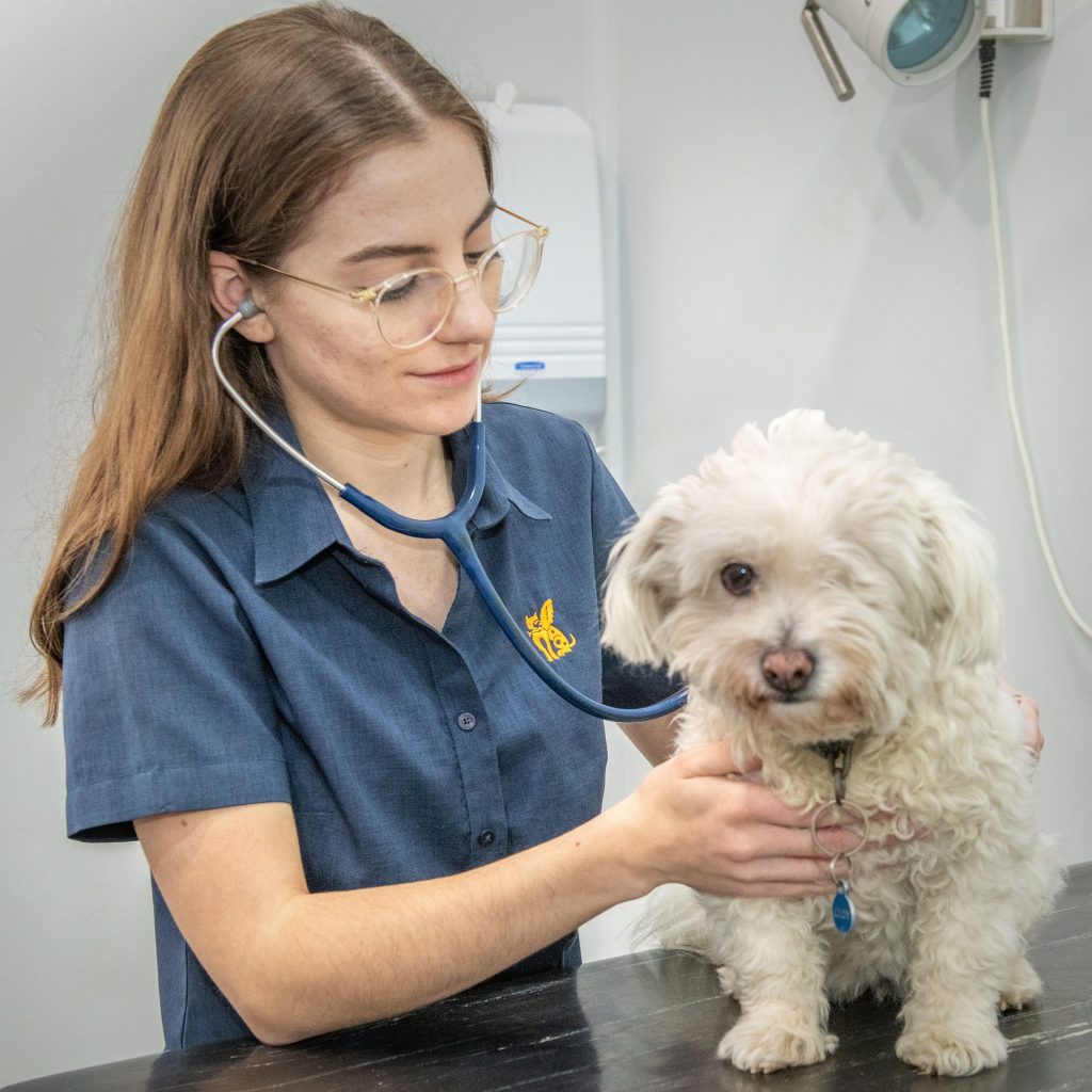 STV-Dr Amy performing consult on dog