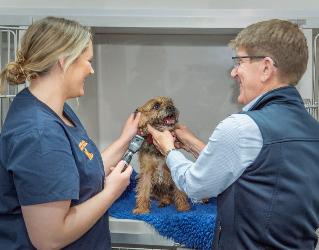 Stephen Terrace Vet - Senior Dog Consultation